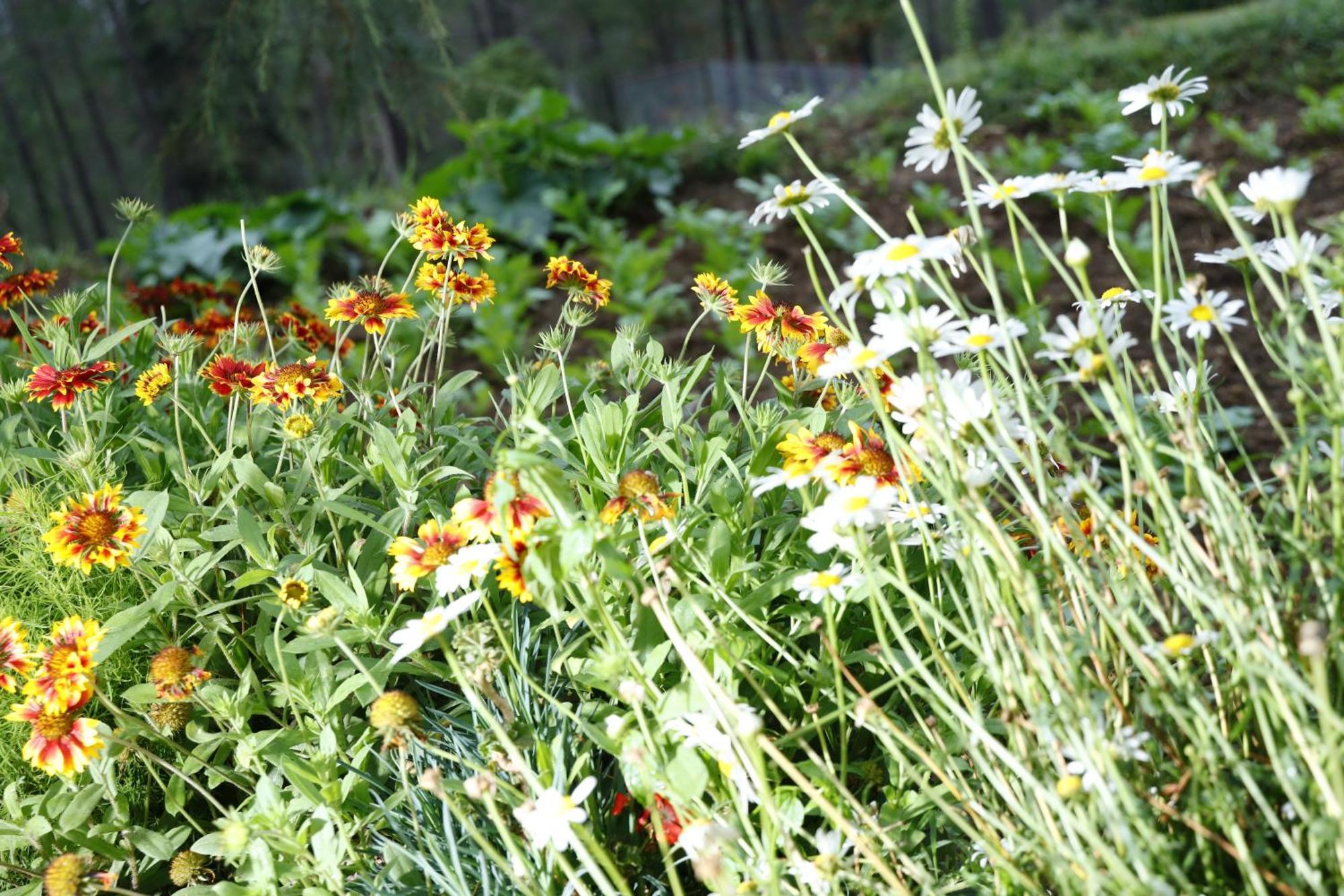 The Roots Homestay Almora Esterno foto